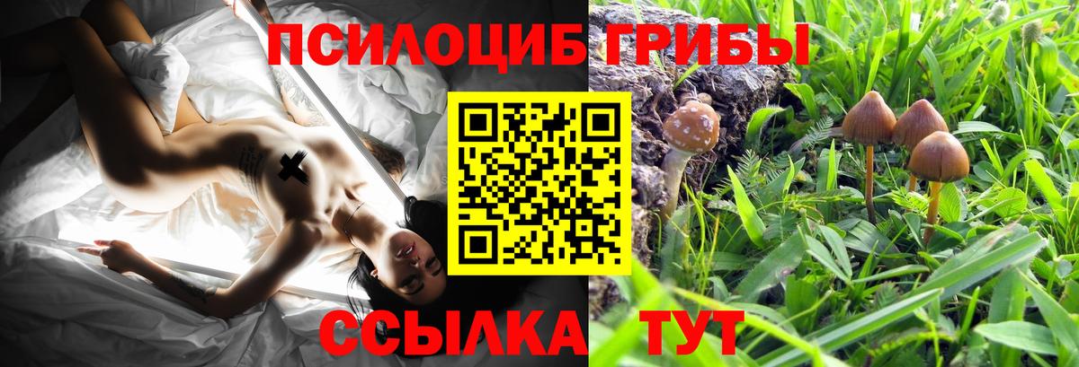 Галлюциногенные грибы Cubensis Сунжа